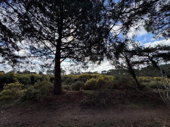 Woodland