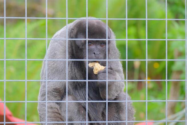 Parry_Monkeys-46.jpg