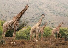 Photo of Ntoni Game Farm, Cradock, Eastern Cape