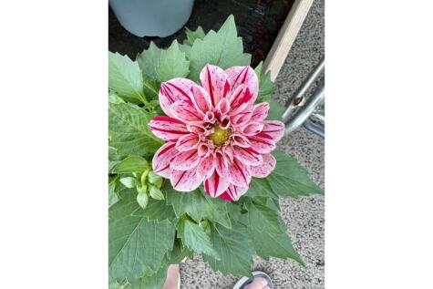 Co-Operative Street, Shildon, DL4