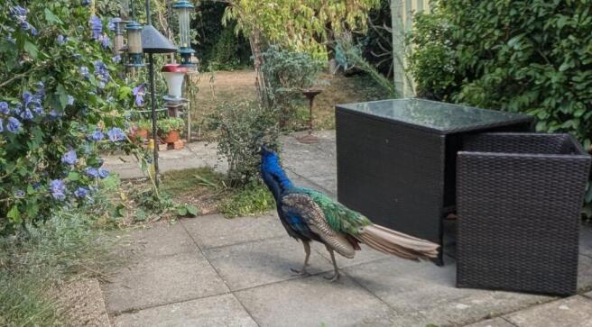 PXL_20250828_121207759.MP2