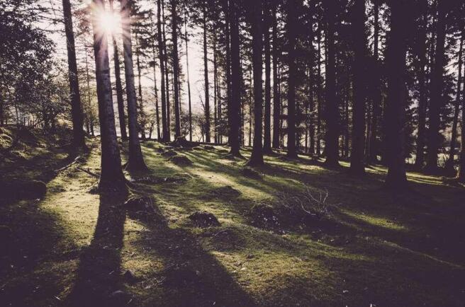Ancient Woodland