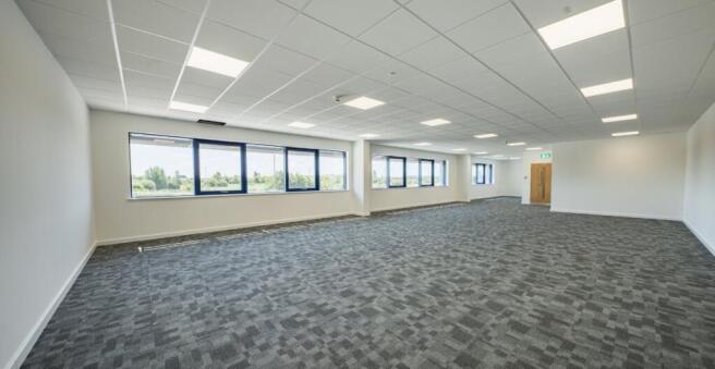 Avocet - Image 3.jpeg