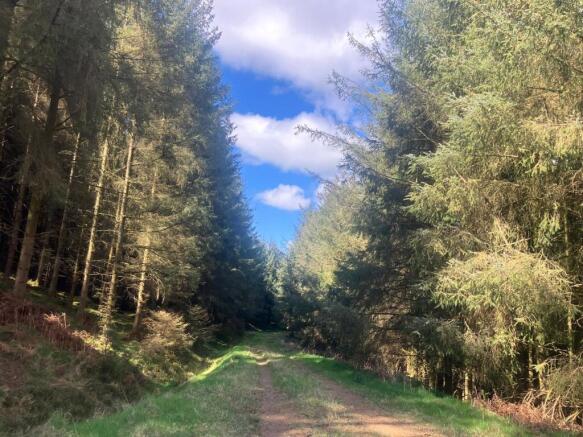 Lot 3 - Woodland