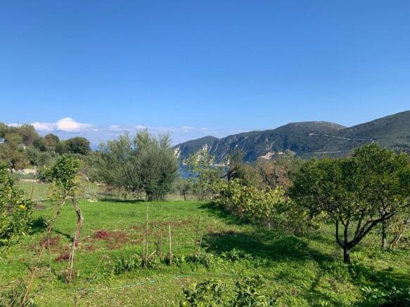 Vineyard in plot