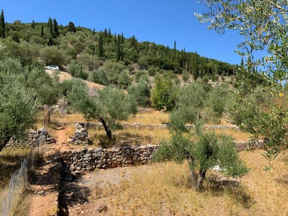Olive grove terrain