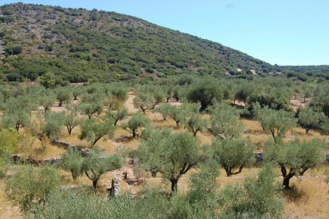 Olive grove terrain