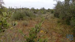 Photo of Algarve, So Bartolomeu de Messines