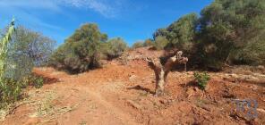 Photo of Algarve, So Bartolomeu de Messines