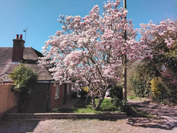 Beautiful Magnolia Tree in front of the house in full bloom