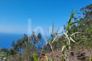 Photo of Madeira, Camara De Lobos