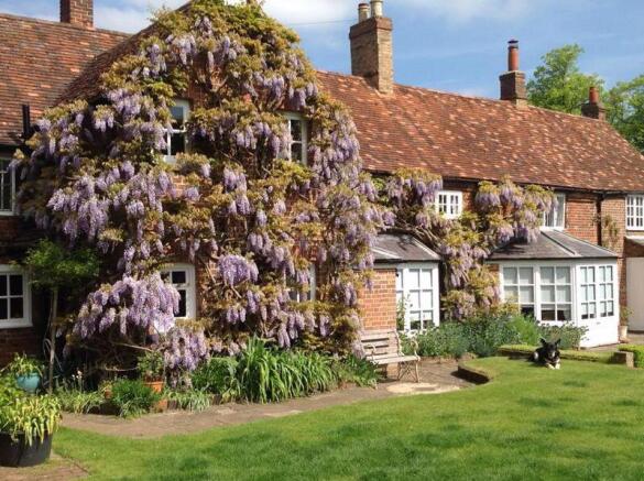 Wisteria
