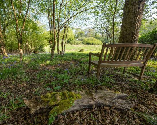 Bluebells In Garden