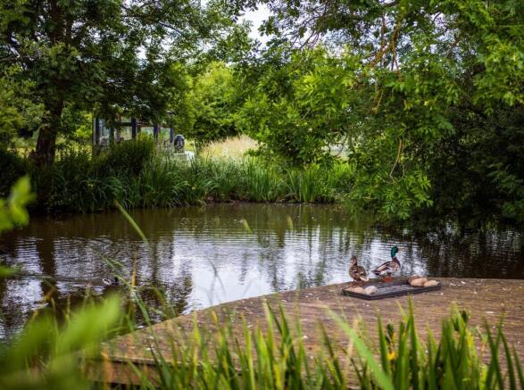 Duck Pond
