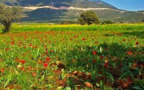 Photo of Paphos, Polemi