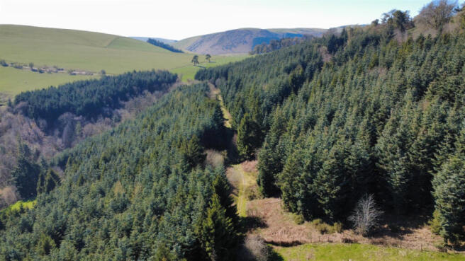 Woodland For Sale