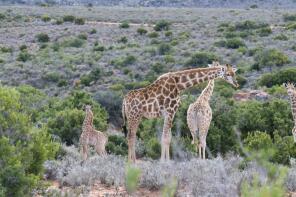 Photo of Western Cape, Uniondale