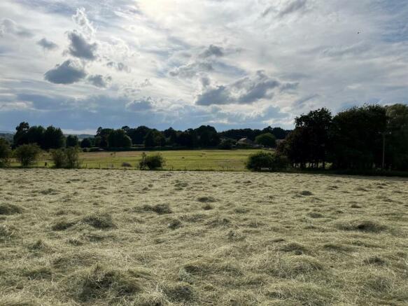 Meadow (1).jpg