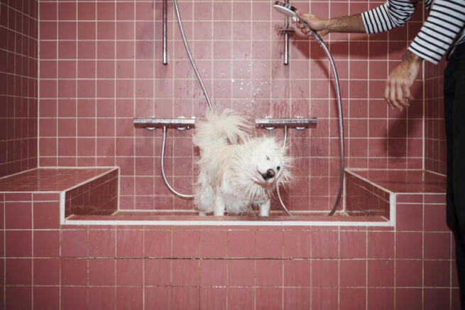 Lifestyle Momento Pet Spa