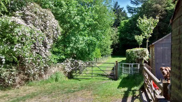 Clematis and Ruby 13 May 2025.jpg