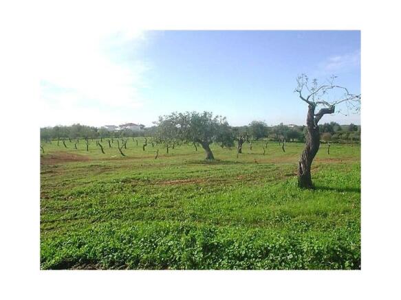 estoi, faro, algarve, sale, land, property, golden, visa, jorgeapolo
