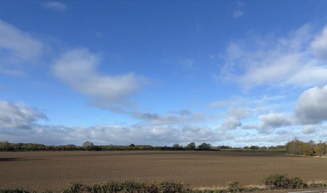 poppy field view image