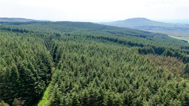 Commercial Forestry