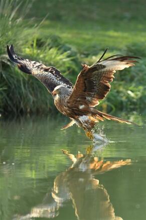 Osprey 4.jpg