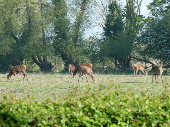 Red Deer photographed from front door of Decoy Far