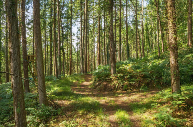 Woods Nr. Stoodleigh