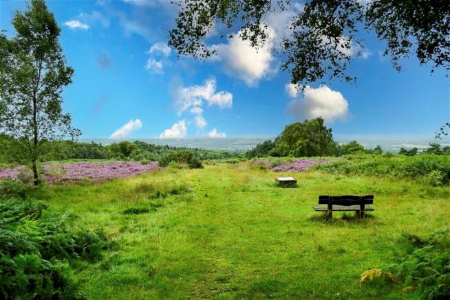 Surround Area - Ashdown Forest