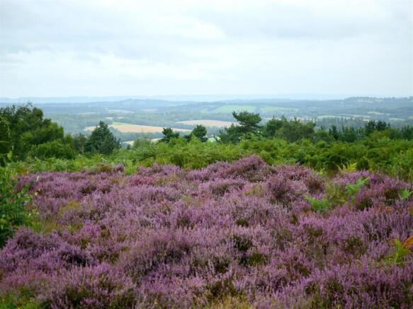 Surrounding Area - Ashdown Forest
