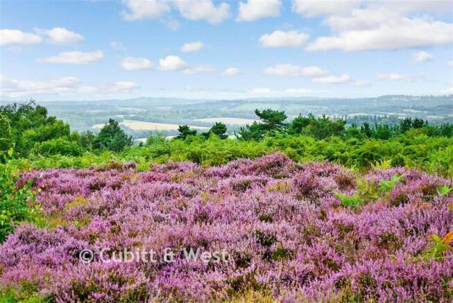 Surrounding Area - Ashdown Forest