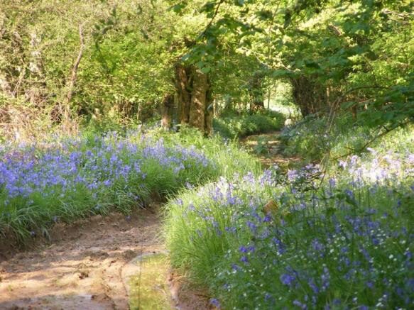 bluebells.JPG