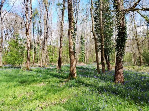 bluebells in tanhill.jpg