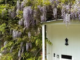 Wisteria