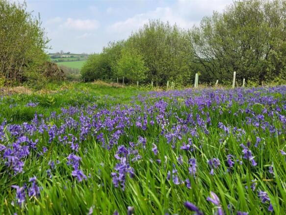 Bluebells