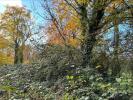 Woods 1.jpeg