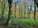 Woods 2.jpeg