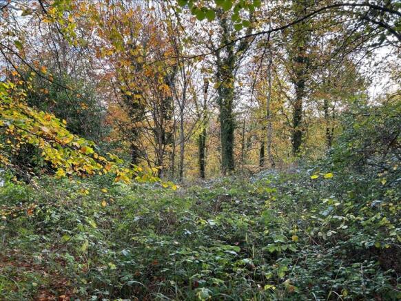 woods 4.jpeg