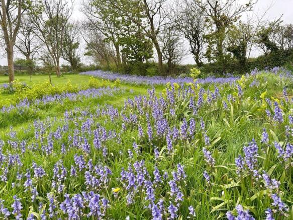 Bluebells in the garden