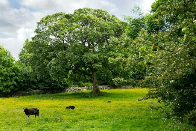 Pasture land