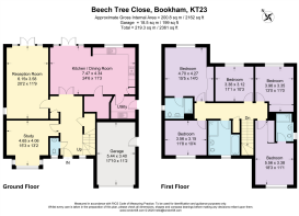 beech-tree-close-kt2