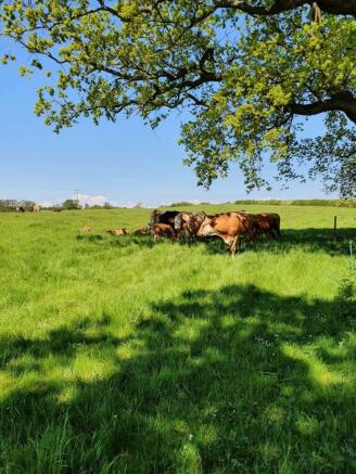 Furze Hill Farm Grassland