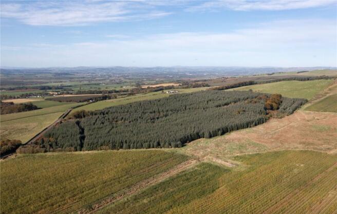 Forestry and Willow