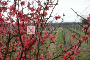 Photo of Pugnac, Gironde, Aquitaine