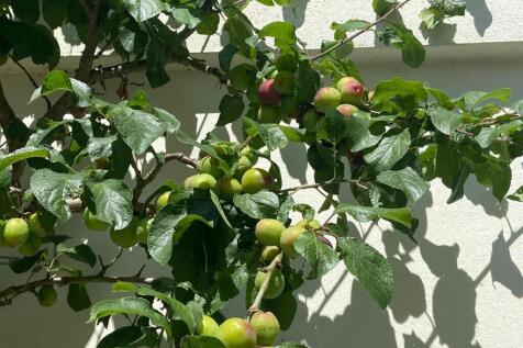 Victoria Plum Summer Image