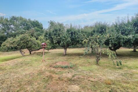 Fruit Trees