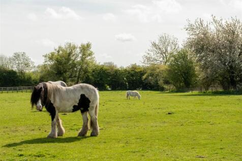 The Locals!