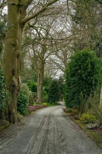 Trees along the driveway